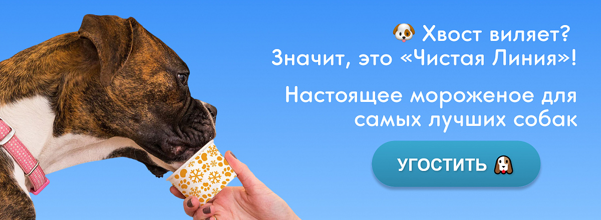 Мороженое для собак